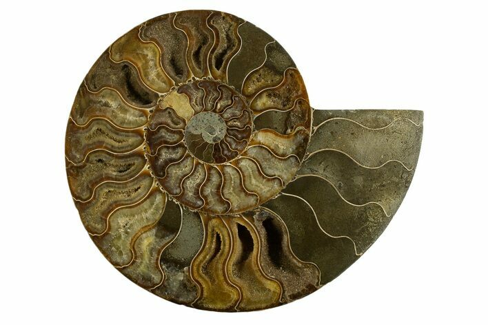 Cut & Polished Ammonite Fossil (Half) - Madagascar #317853
